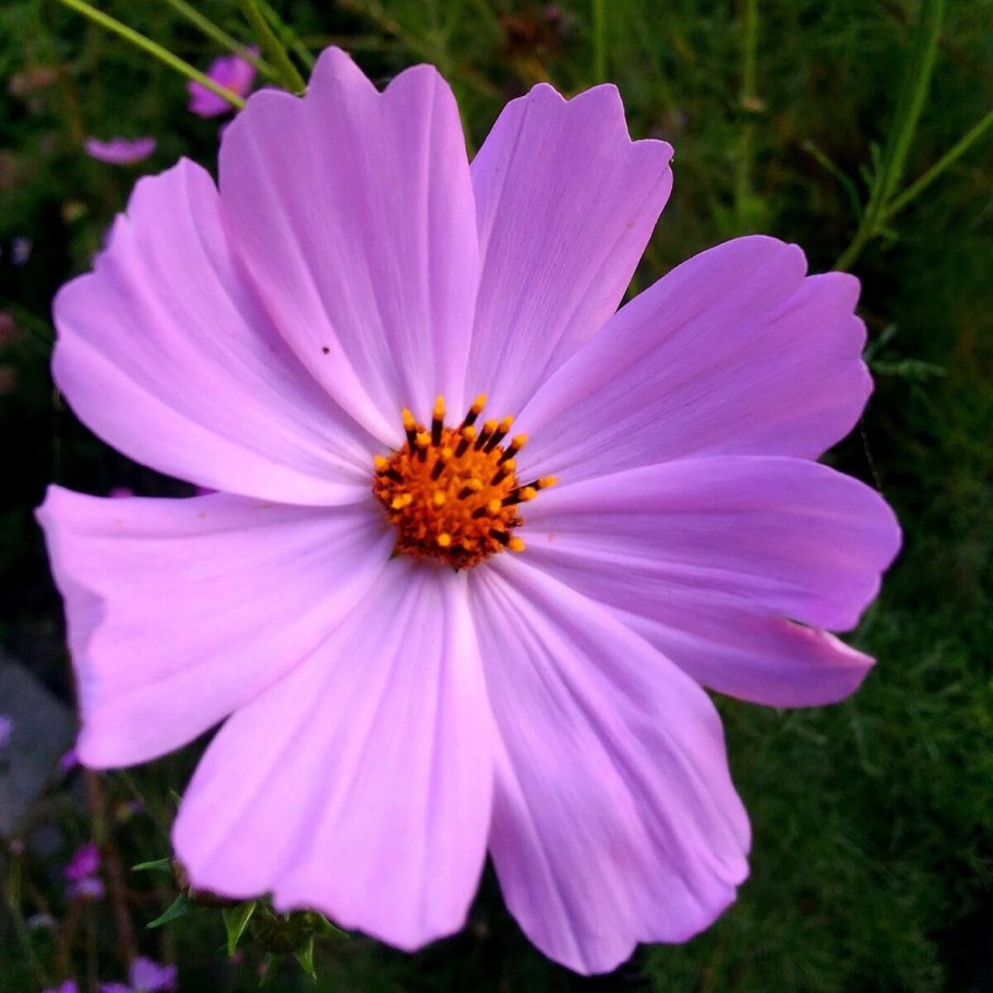 Космея мадам Помпадур