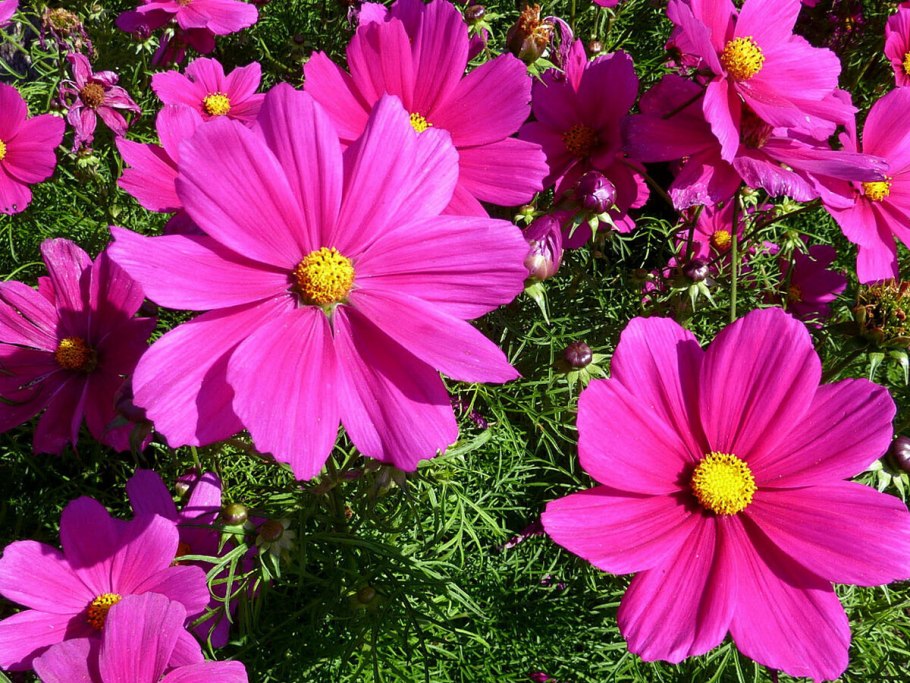 Космея Соната