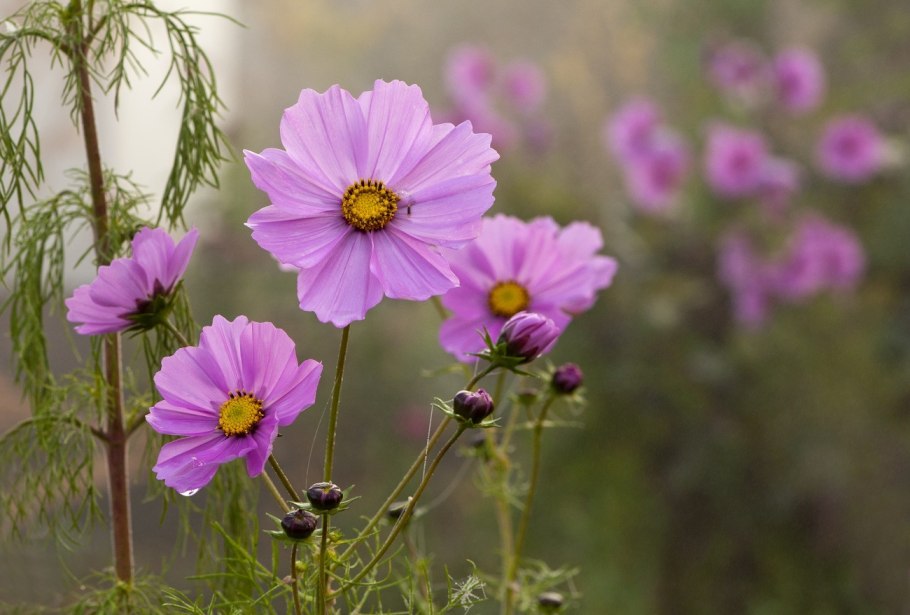 Космея дваждыперистая (Cosmos bipinnatus)