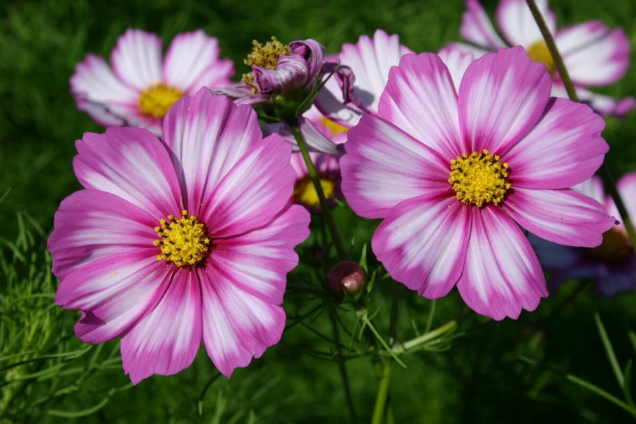 Космея сенсация