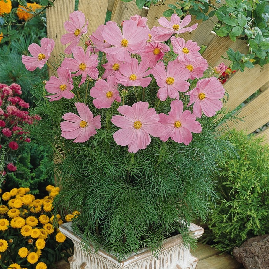 Цветы космея Психея