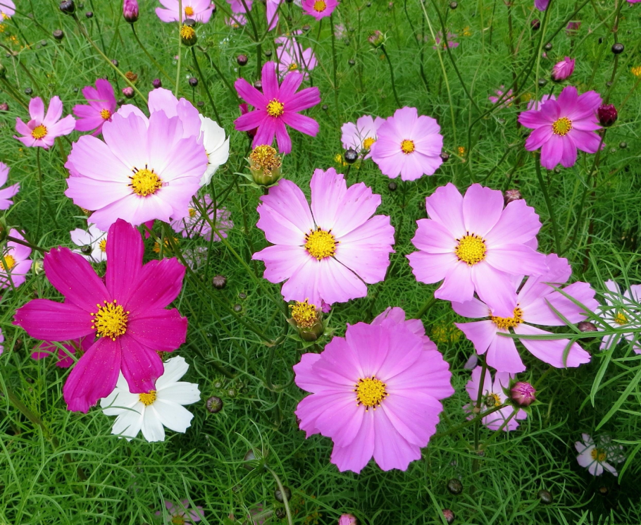 Космея bipinnatus