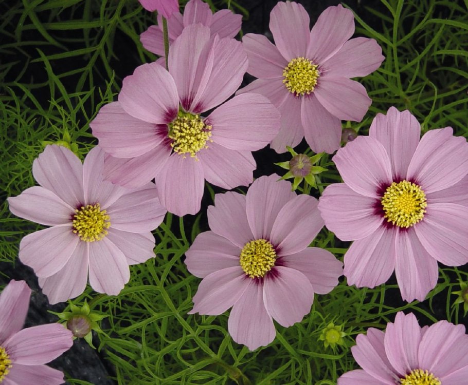 Однолетники космея