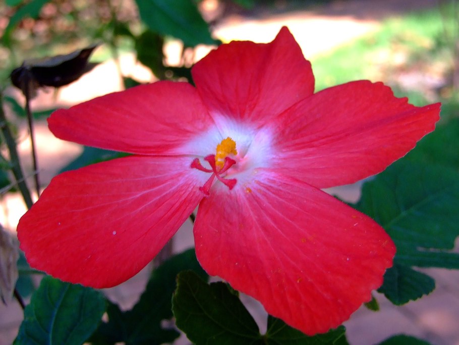 Абельмош гибискус