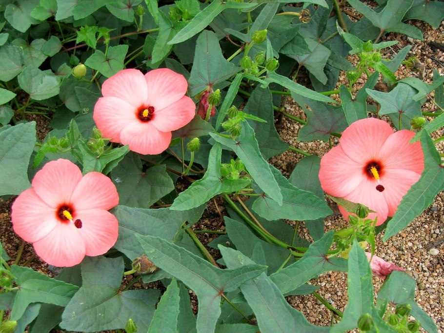 Абельмош маниоковый