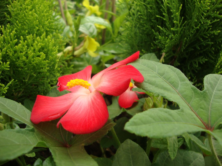 Абельмош гибискус