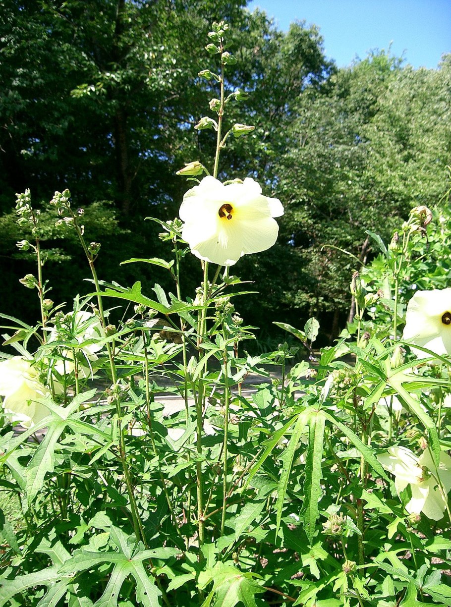 Бамия гибискус съедобный