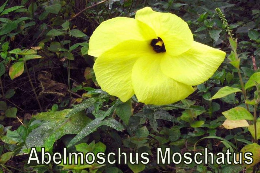 Бамия (окра) Бомбей