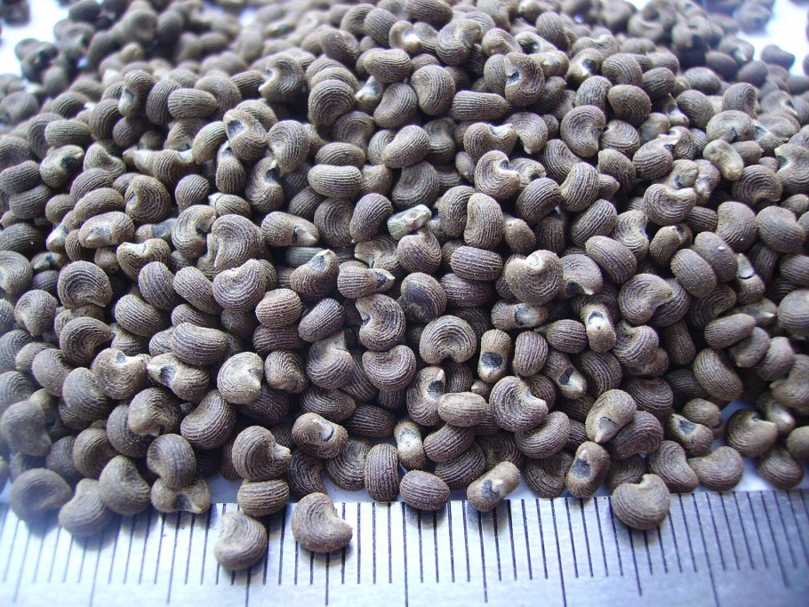 Абельмош маниоковый