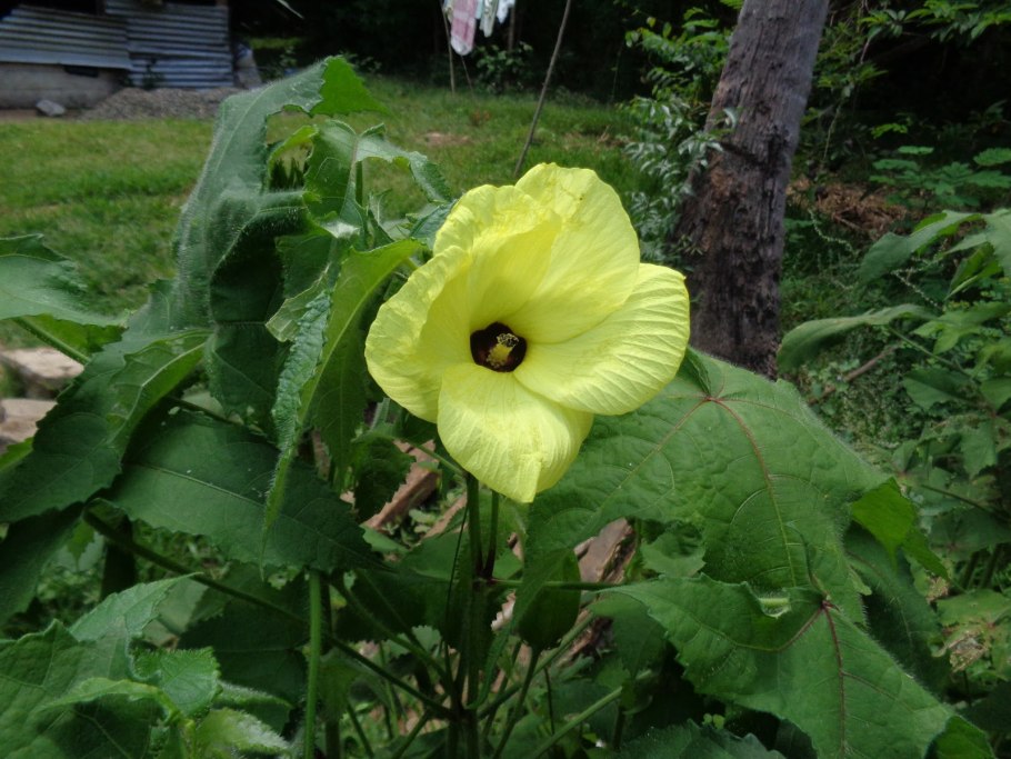 Абельмош маниоковый