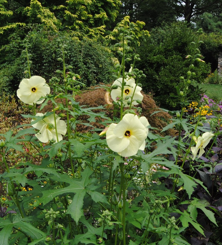 Абельмош маниоковый