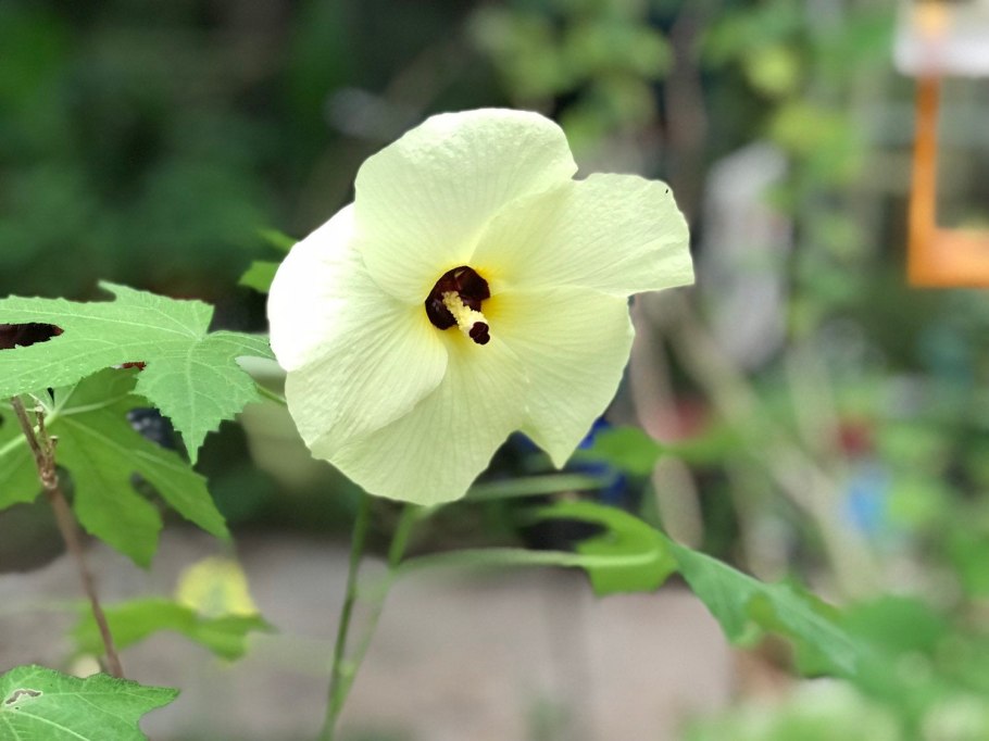 Абельмош гибискус