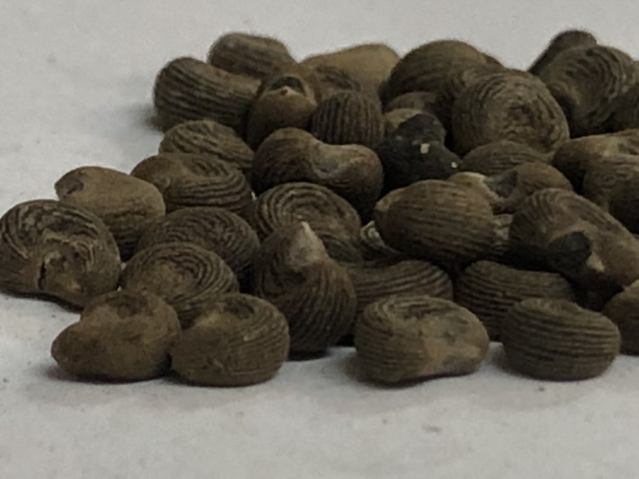 Абельмош мускатный