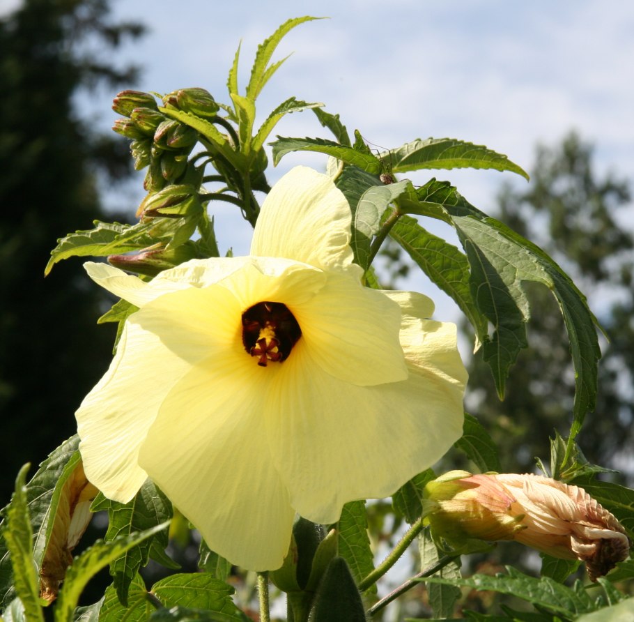 Гибискус маниоковый