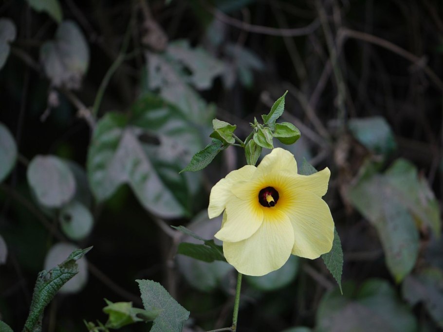 Абельмош растение