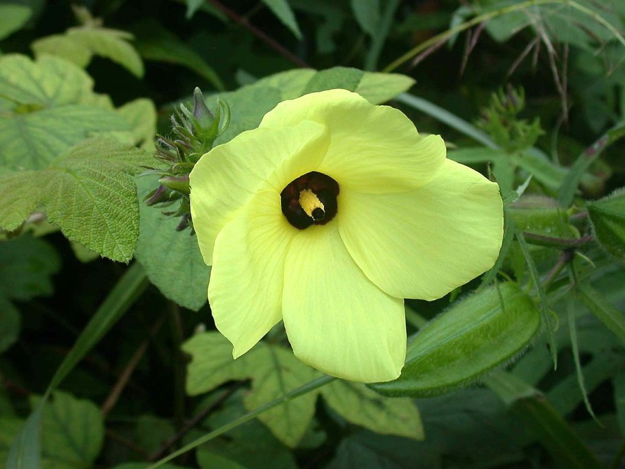 Гибискус Абельмосхус