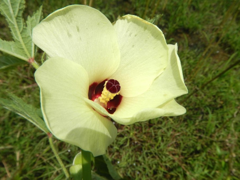 Бамия гибискус съедобный