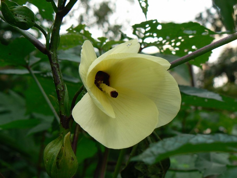 Гибискус мускатный Луна