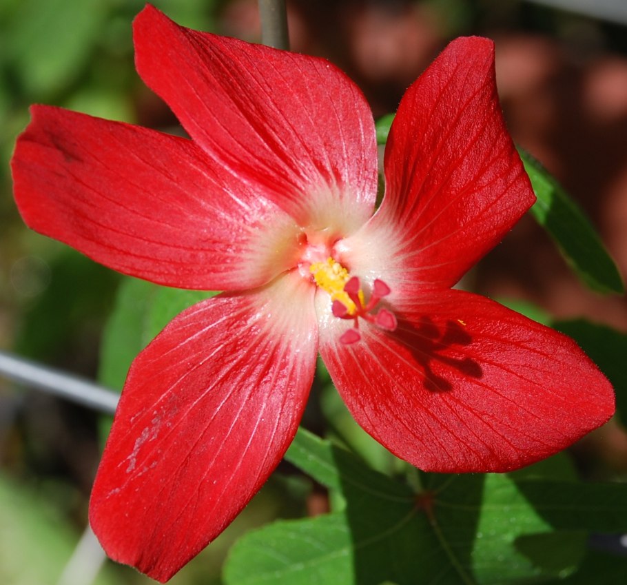 Гибискус Manihot