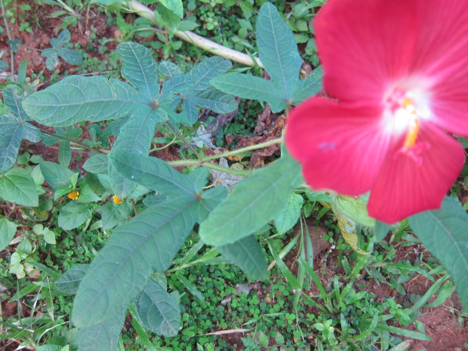 Семена абельмоша мускатного