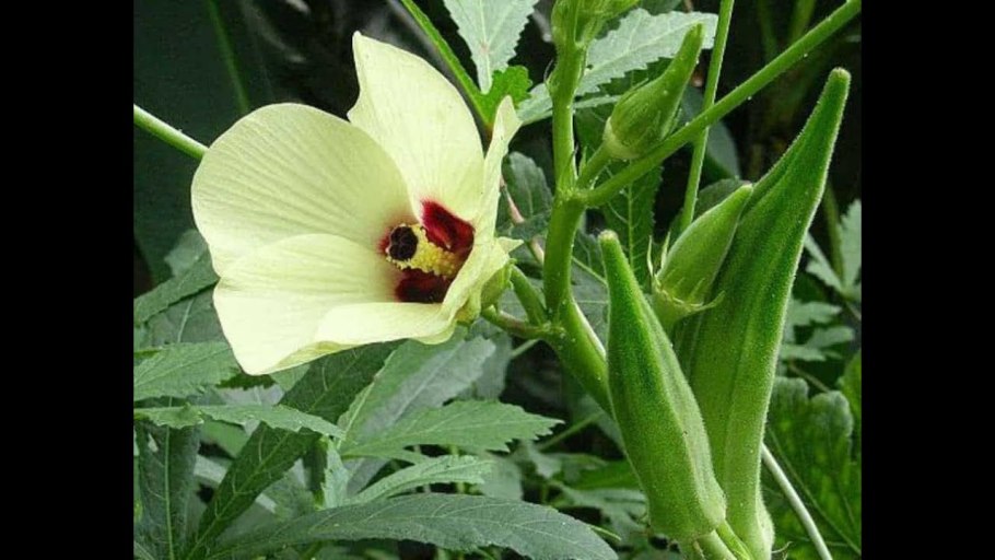 Амбретта на белом фоне