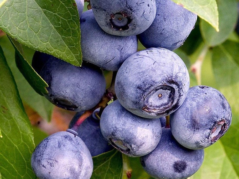 Голубика высокорослая Блюголд