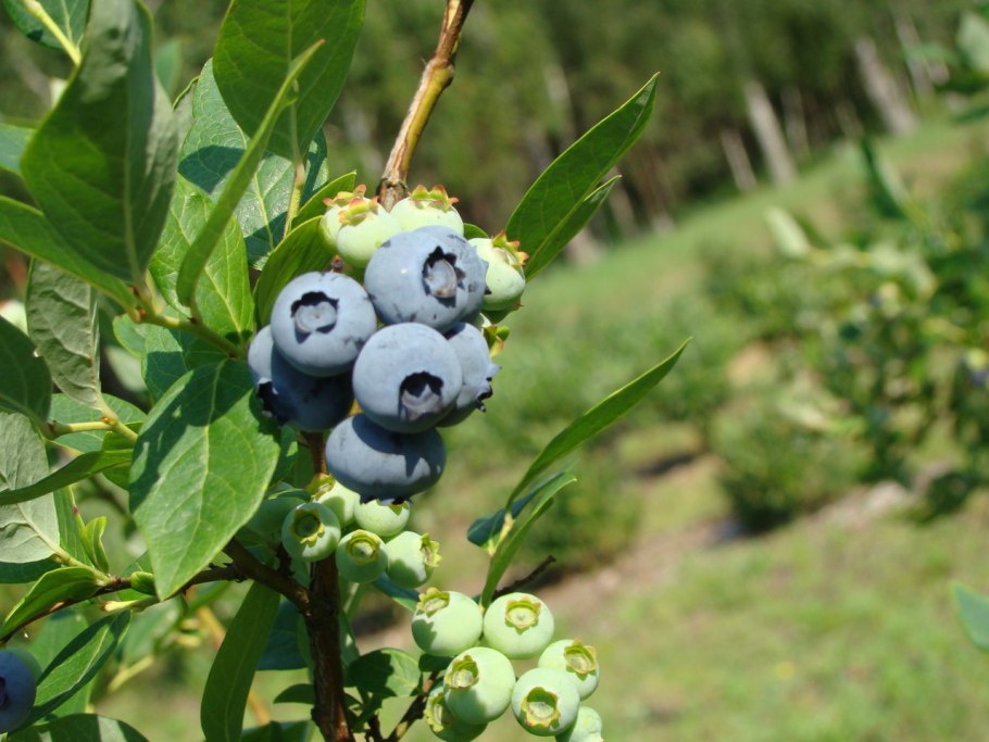 Голубика высокорослая Нортланд