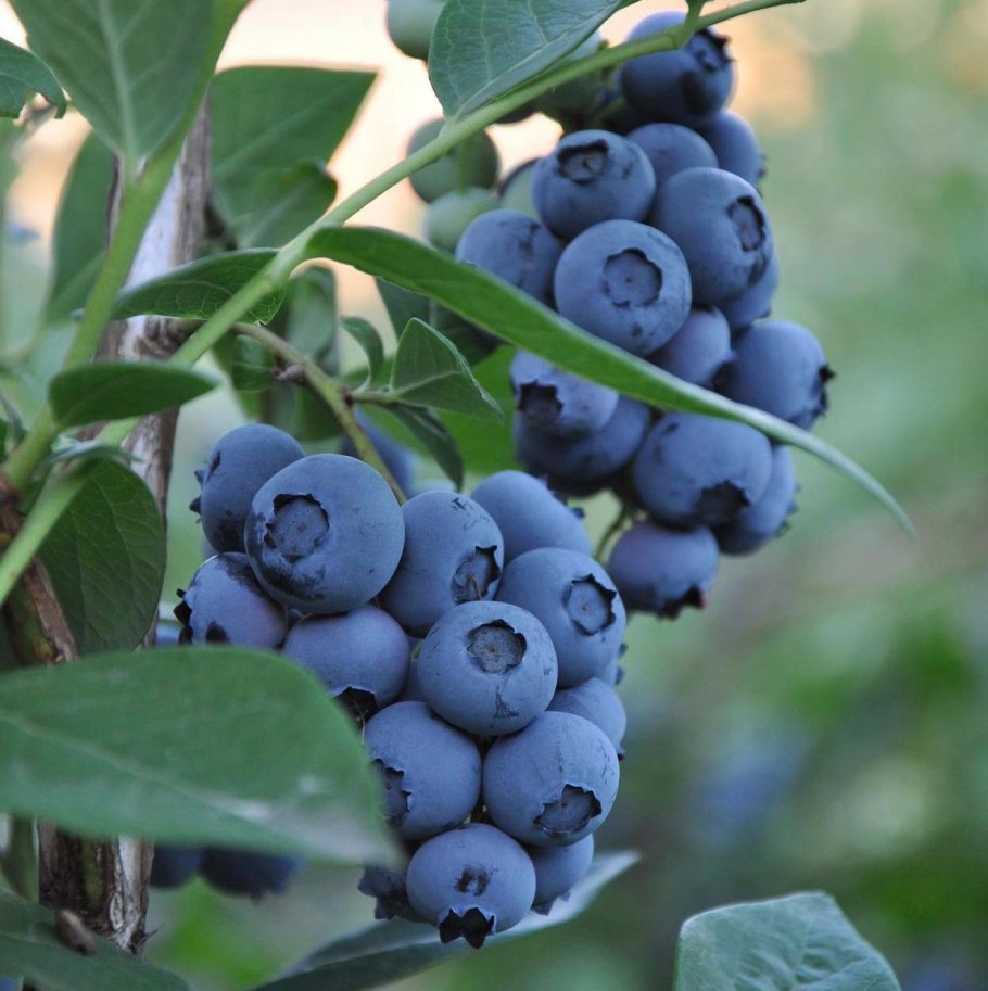 Голубика Блюкроп