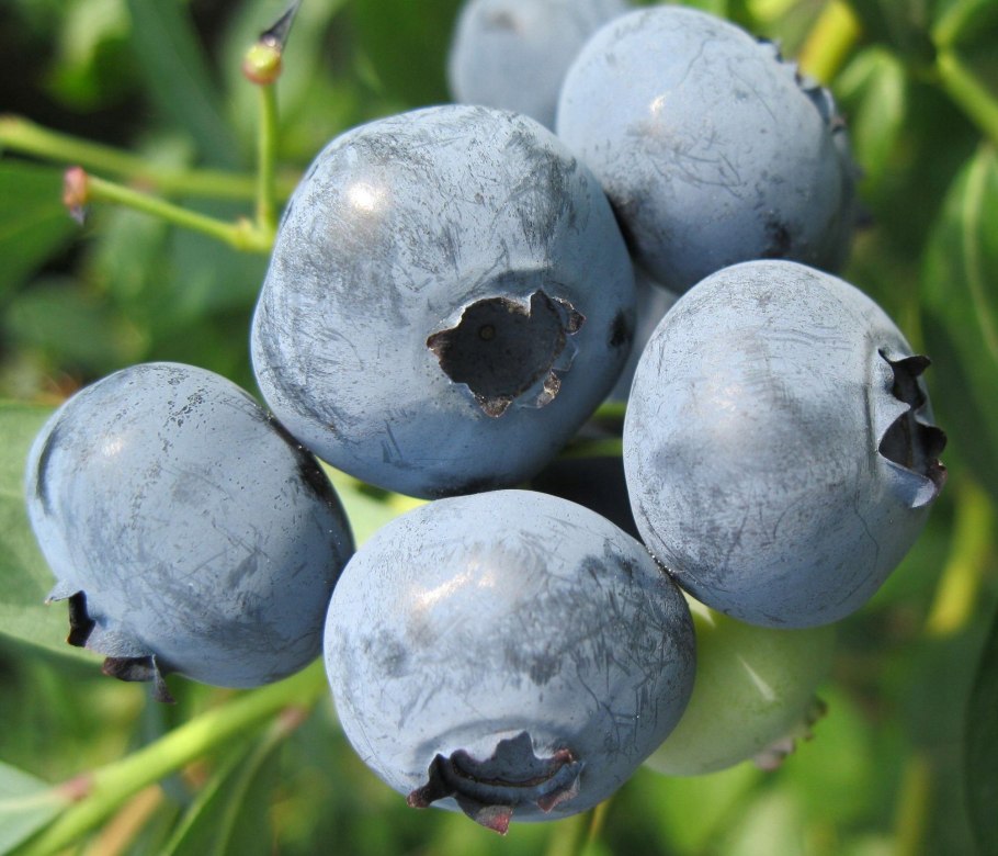 Голубика высокорослая МИДЕР