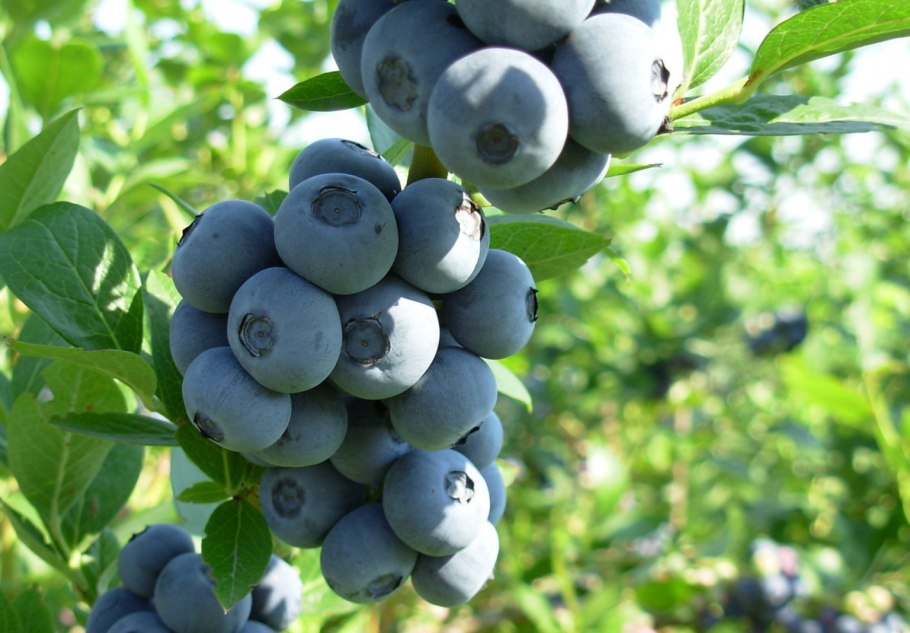 Голубика Блюкроп