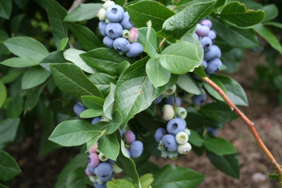 Сорт Норт Блю голубика