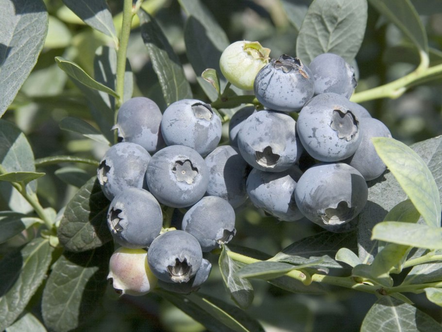 Голубика Блюголд