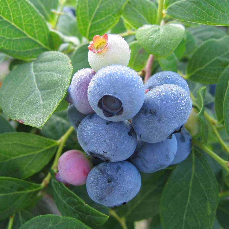 Голубика Эрлиблю