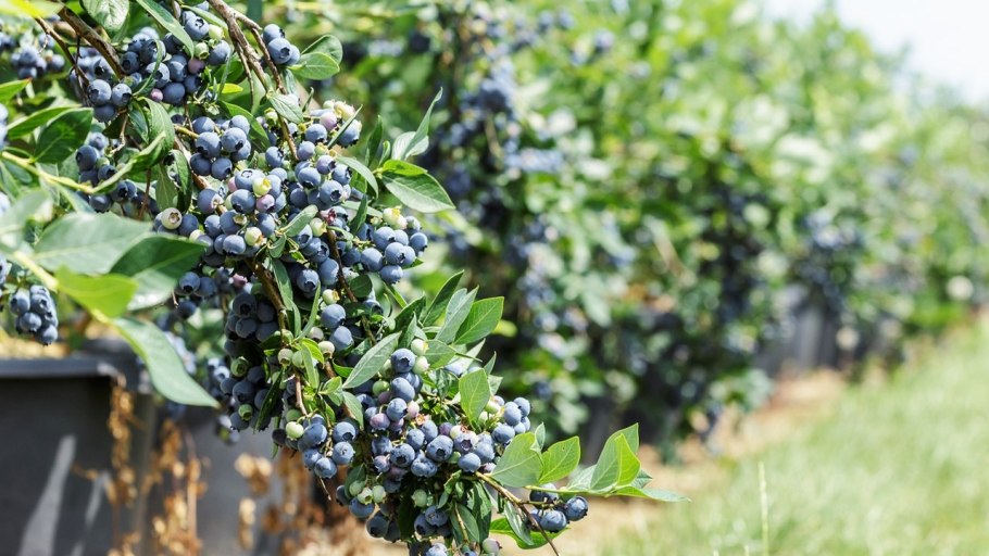 Голубика Садовая Brigitta Blue