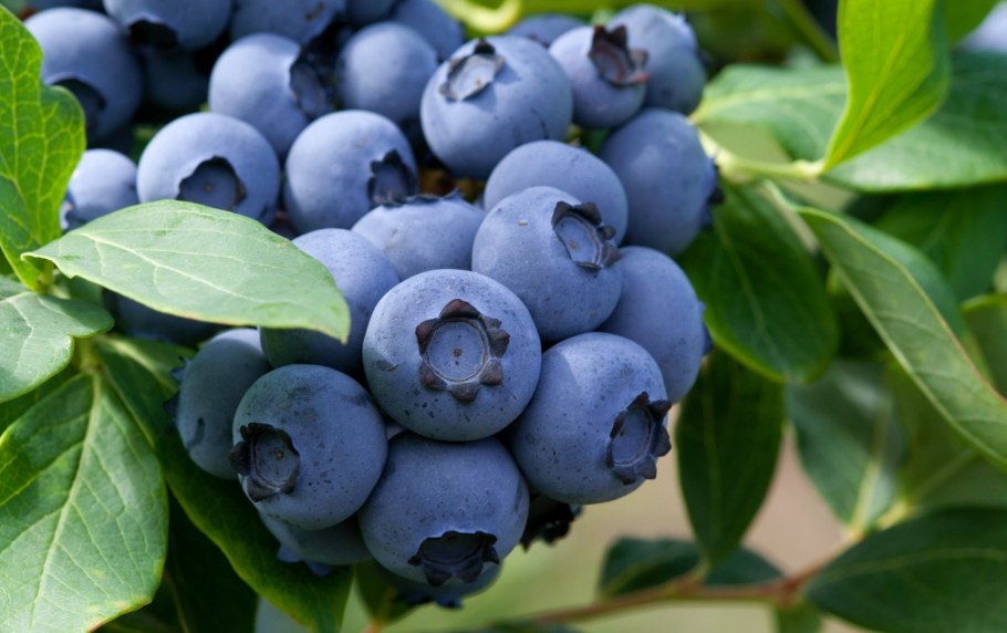 Голубика Бригитта Блю