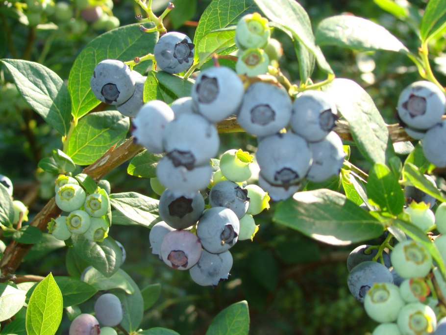 Голубика высокорослая Бонифаций