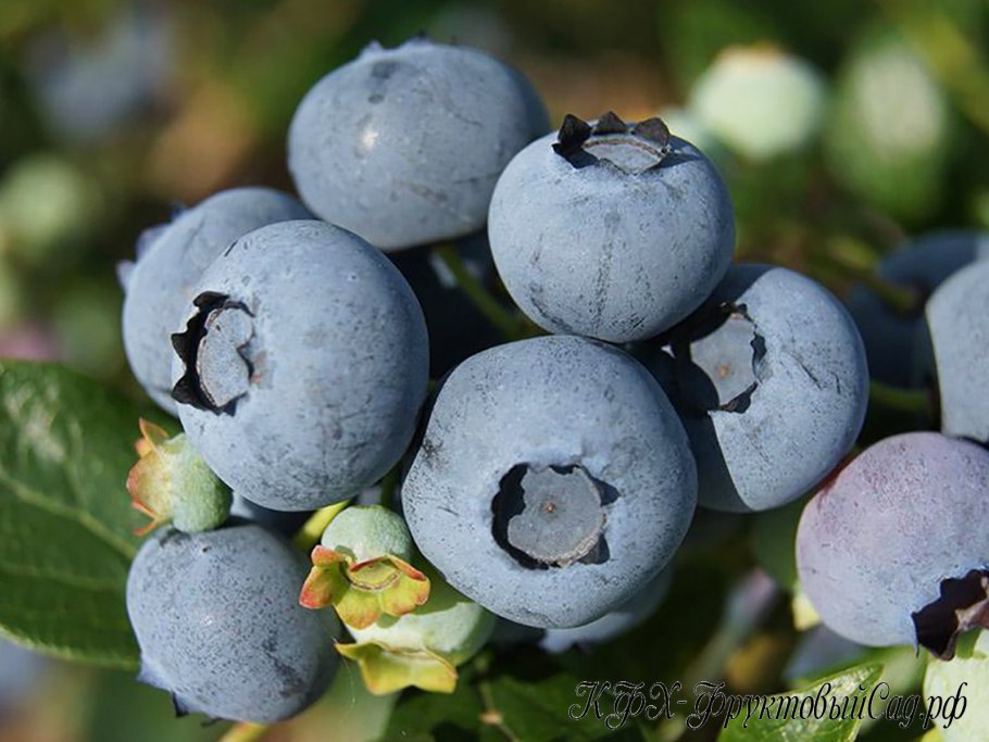 Голубика высокорослая Нортланд