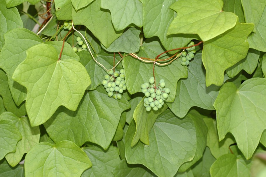 Луносемянник Даурский Амурский плющ