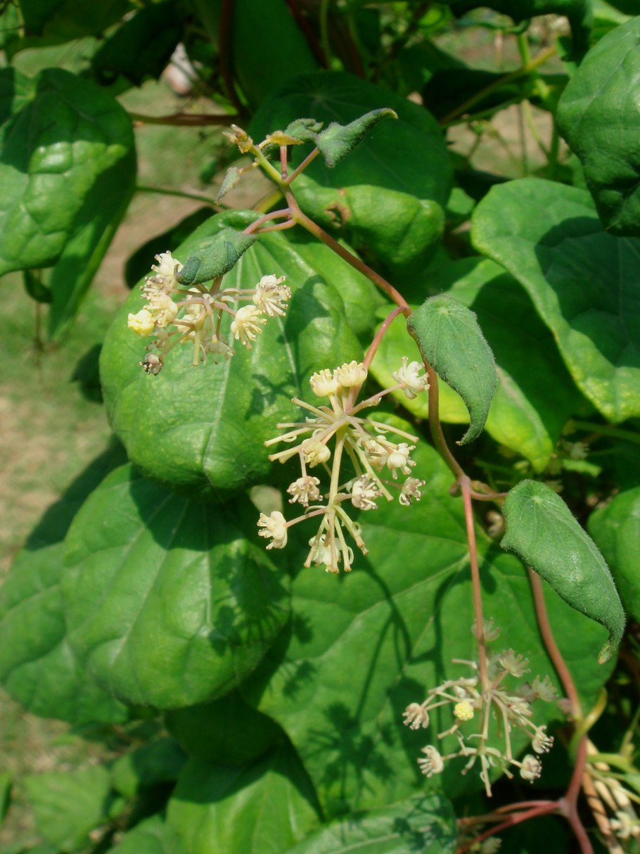 Луносемянник Даурский Амурский плющ
