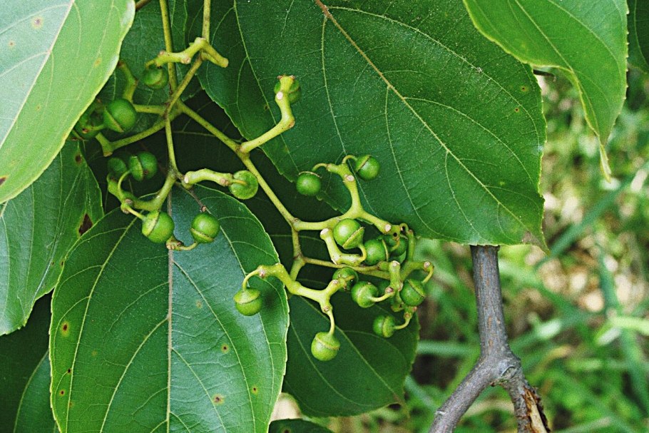 Японское изюмное дерево