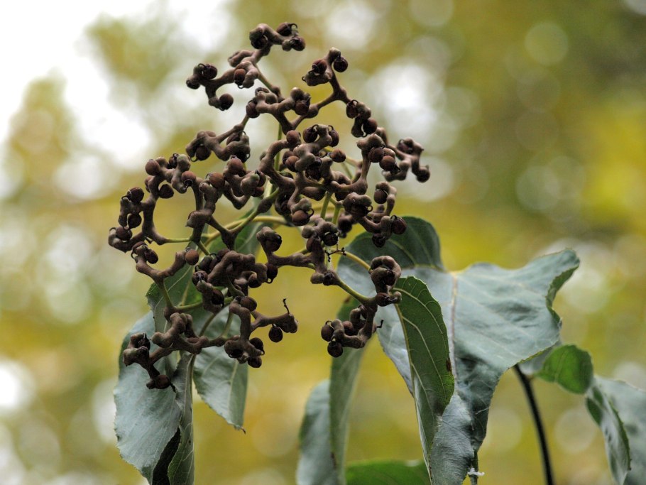 Конфетное дерево (говения сладкая)
