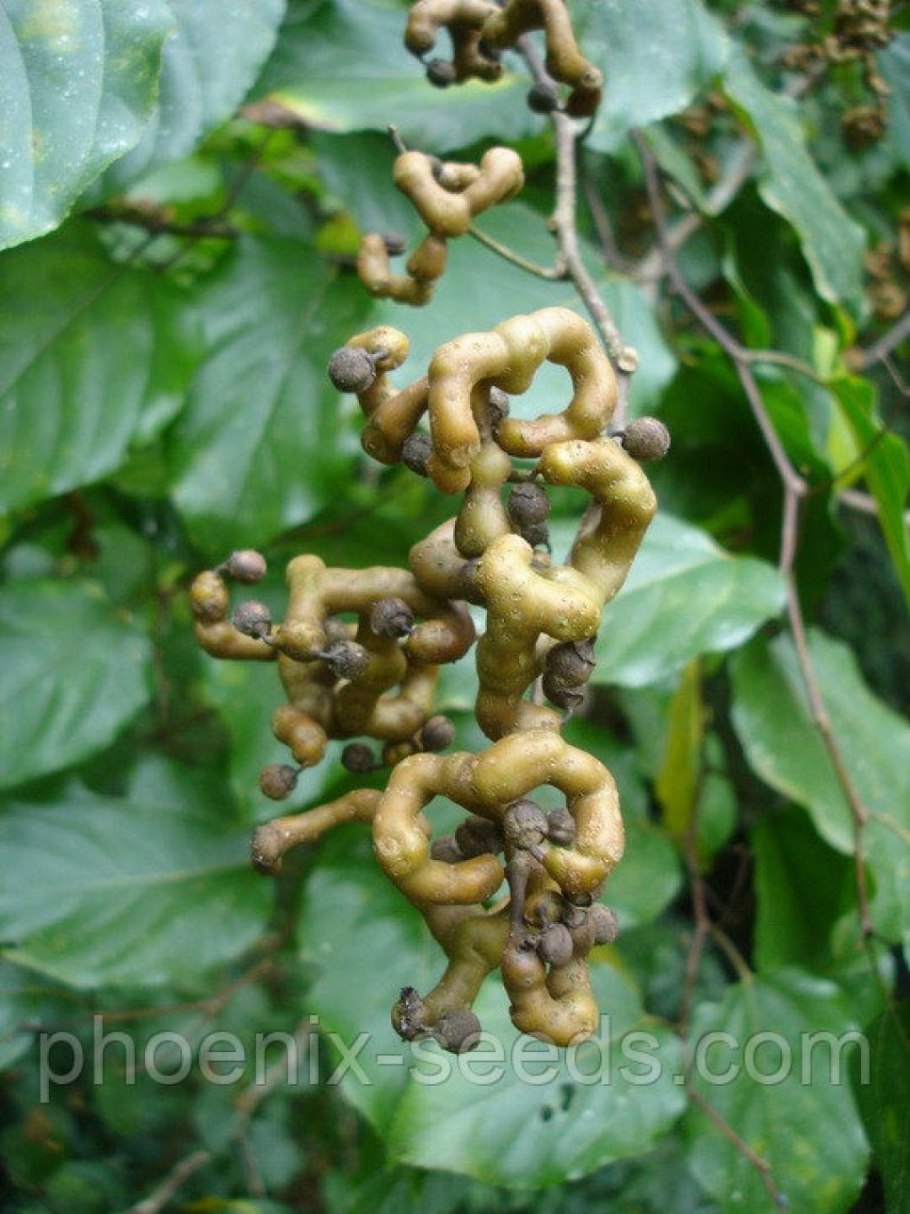 Конфетное дерево (говения сладкая)