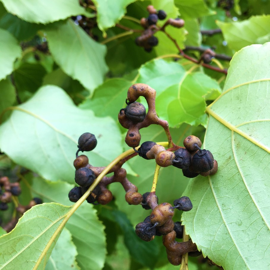 Говения конфетное дерево