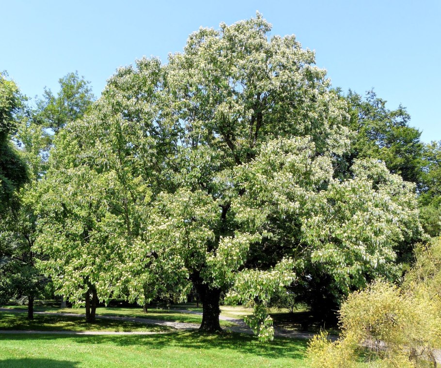 Конфетное дерево Абхазия