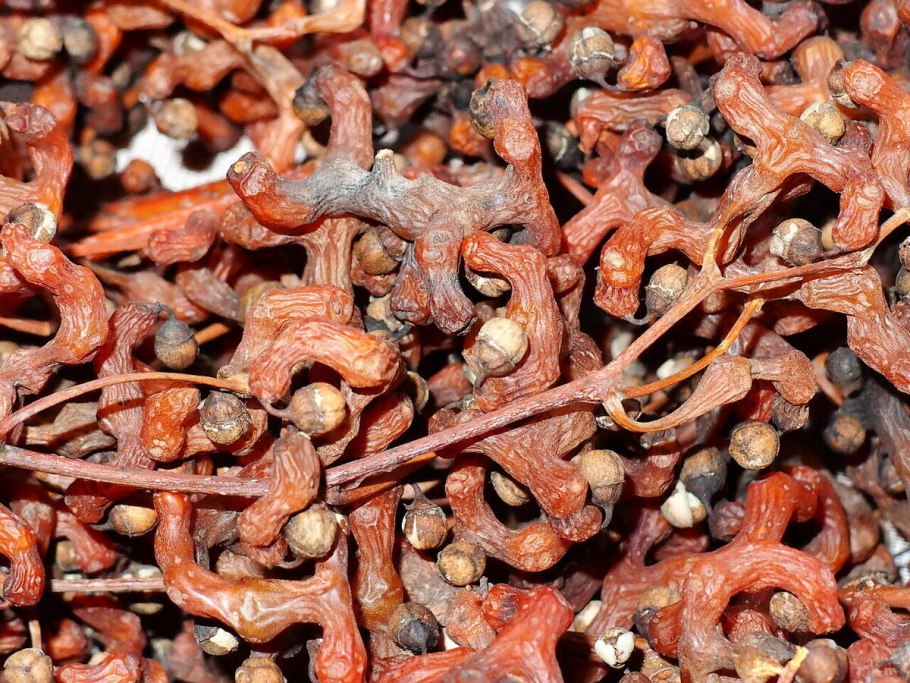 Конфетное дерево в Сочи