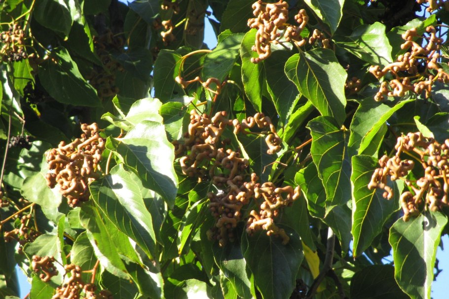 Дерево говения Корея