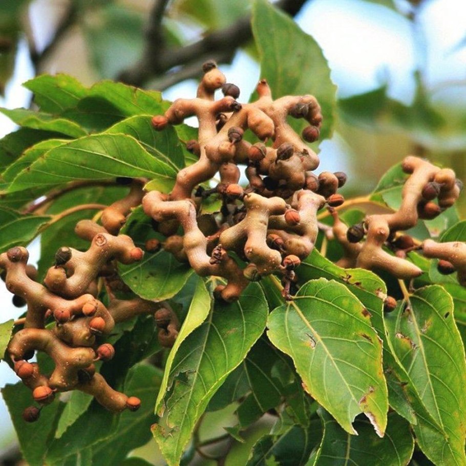 Конфетное дерево Абхазия