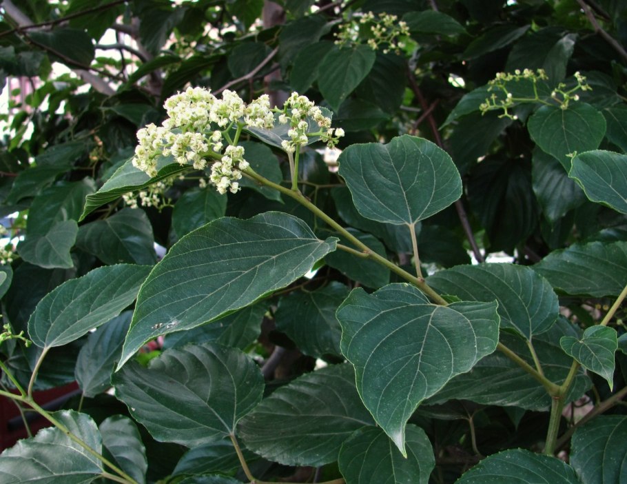 Говения ховения