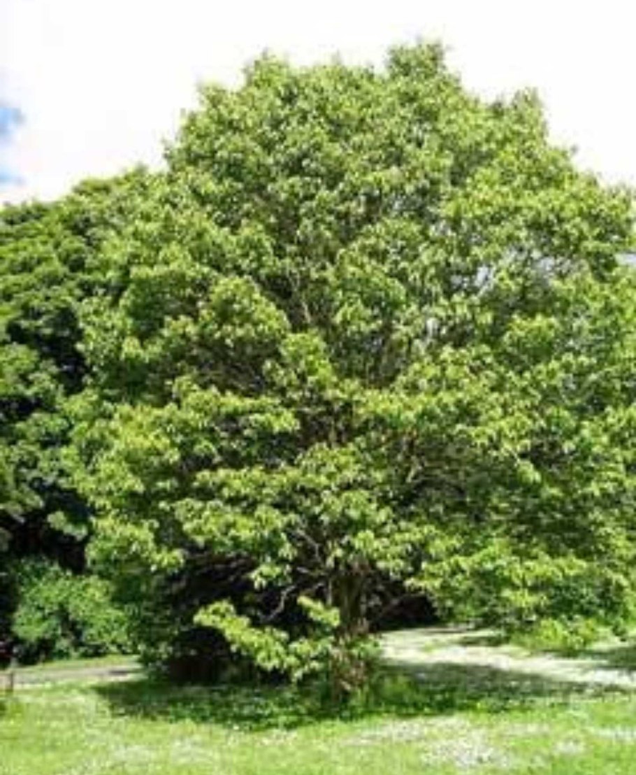 Конфетное дерево в дендрарии Сочи