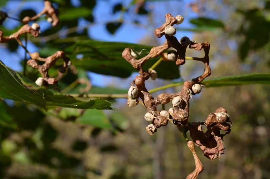 Дерево говения сладкая